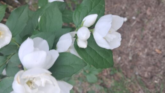 Ramo con fiori bianchi - &copy; Katia Di Luna.