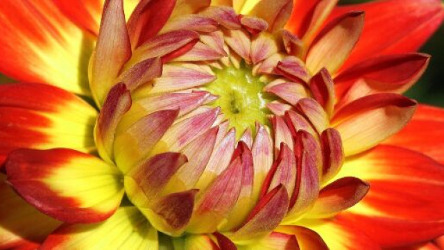 Fiore arancione &copy; immagine Pixabay