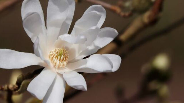 Fiore magnolia - Immagine &copy; Pixabay.