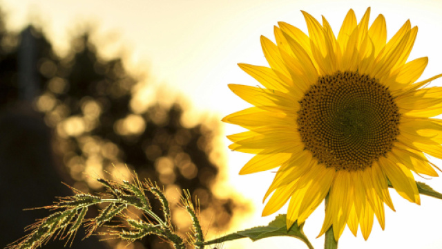 Girasole in un campo - &copy; Pexels.com.