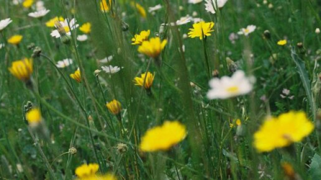 Prato di fiori gialli e bianchi - &copy; Pexels.com