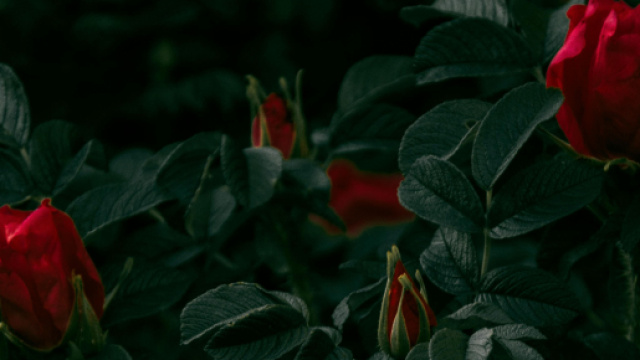 Cespuglio con rose rosse - Pexels &copy;