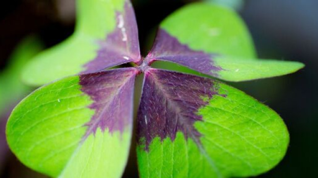 Quadrifoglio simbolo di fortuna &copy; Immagine di Pixabay