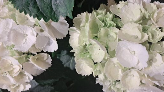 Mazzo di fiori bianchi - &copy; Katia Di Luna