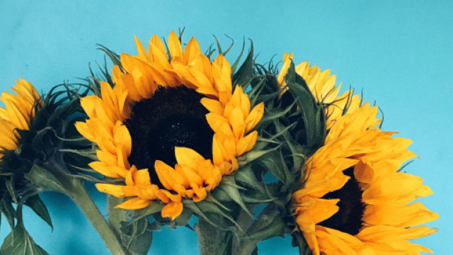 Mazzo di girasoli su sfondo azzurro-&copy; Pexels.com