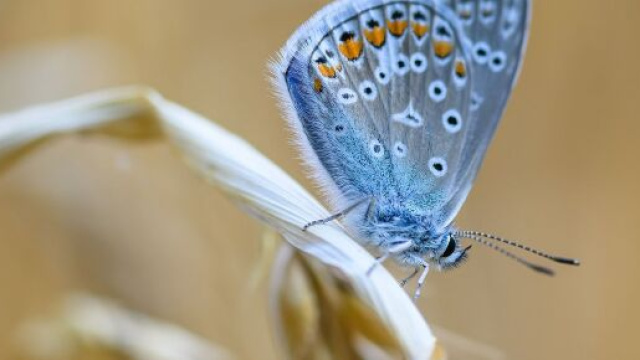 Una farfalla blu, immagine di &copy; Pixabay.