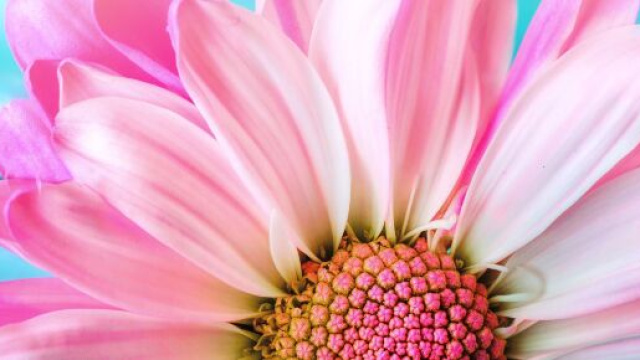 Una margherita rosa - Immagine &copy; Pixabay.