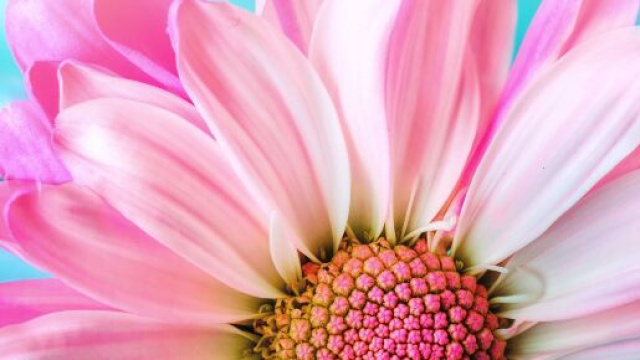 Un fiore rosa con sfumature bianche - Immagine di &copy; Pixabay