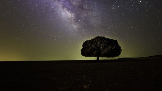 Albero illuminato dalla volta celeste &copy; pixabay.com