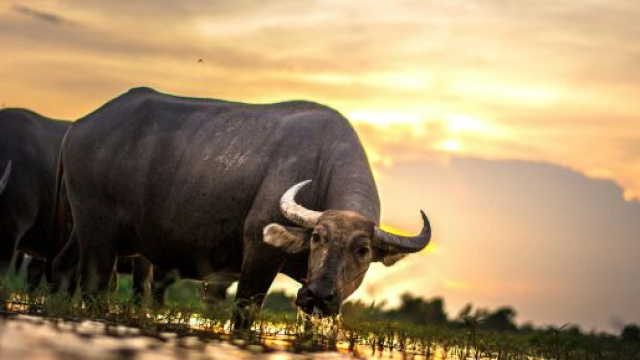 Toro che beve in campagna- &copy; Pexels.