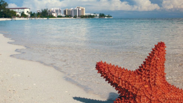 Stella marina su una spiaggia, immagine di &copy; Pixabay