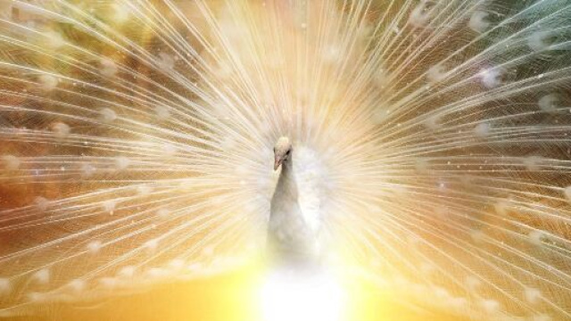 In foto pavone lucente &copy;Immagine di Pixabay.