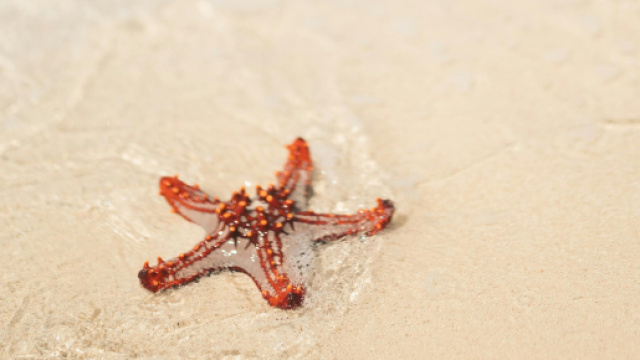 Stella marina sul bagnasciuga -&copy; Pexels.