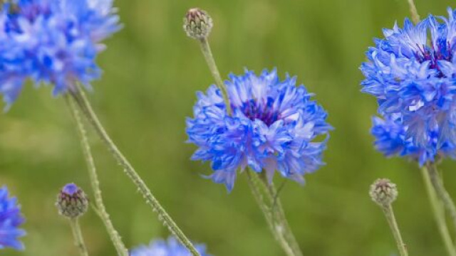 Oroscopo marted&igrave; 30 luglio 2024. &copy; Immagine di Pixabay