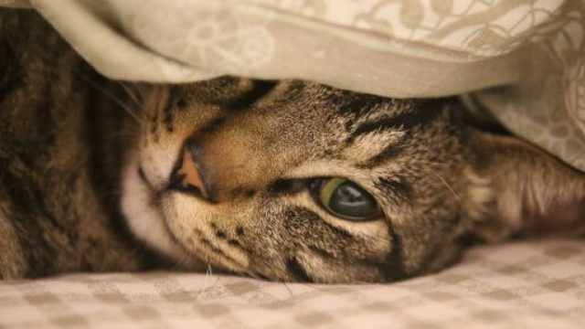Un gatto sotto a una coperta &copy; Pixabay