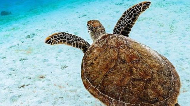 Tartaruga marina che nuota tra le acque del mare &copy; Pixabay.