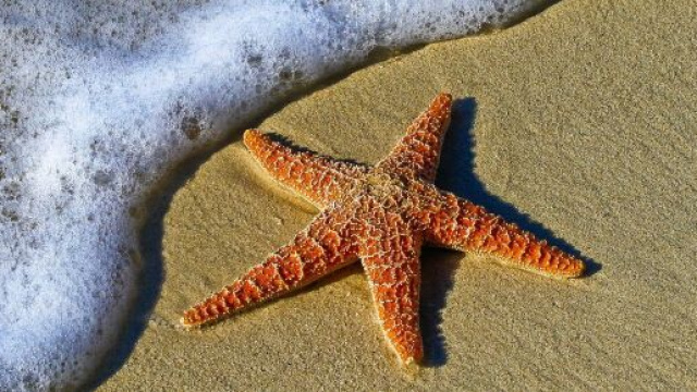 Una stella marina sulla spiaggia &copy; Pixabay