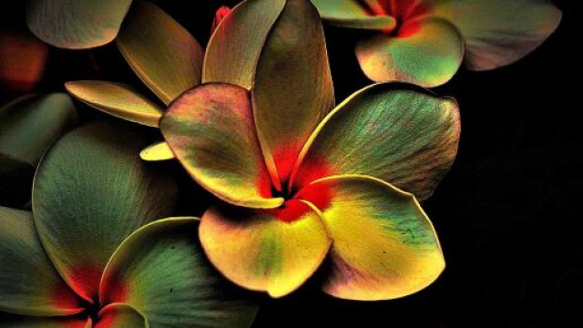 Dei fiori colorati (&copy; Pixabay)