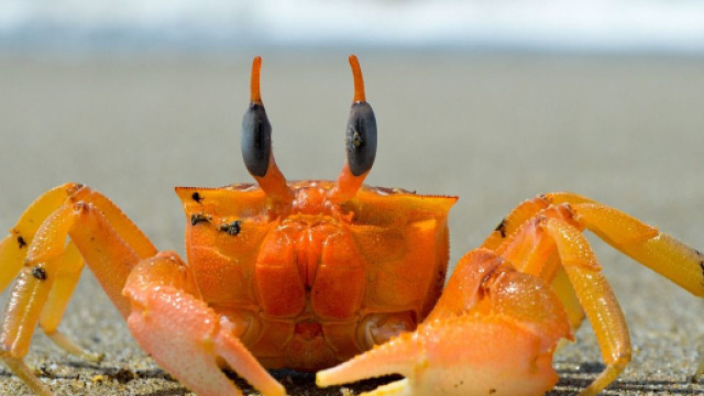 Granchio sulla spiaggia &copy; Pixabay