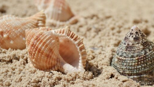 Conchiglie sulla spiaggia &copy; Pixabay