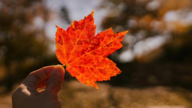 Mano che tiene una foglia- &copy; Pexels