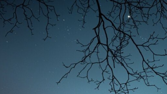 I rami di un albero sotto un cielo stellato - &copy; Pixabay
