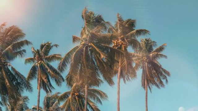 Cielo sereno e azzurro con palme &copy; Pexels