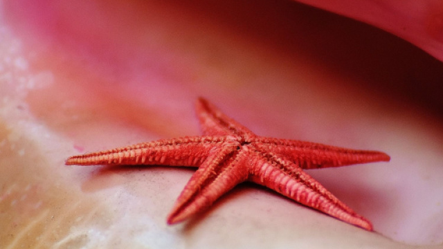 Stella marina rosso fuoco - &copy; Pixabay.