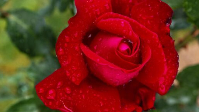 Una rosa rossa piena di rugiada &copy; Pixabay