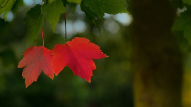 Due foglie rosse, sapore d'autunno - &copy; Pixabay