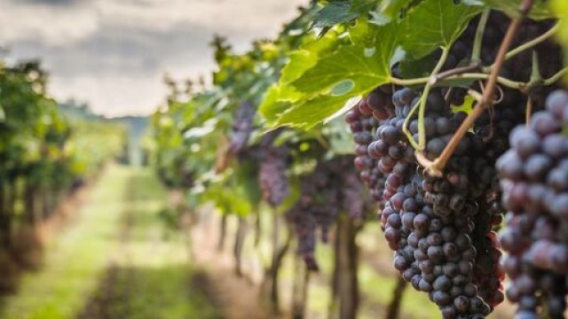 Un vigneto di uva rossa (&copy;pexels.com)