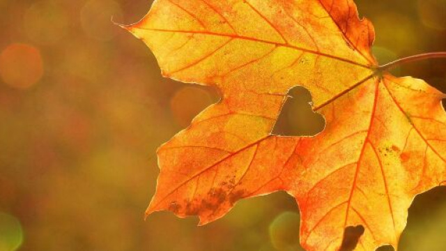 Foglia autunnale a forma di cuore &copy; Pixabay.