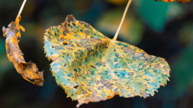 Foglia che si sta seccando- &copy; Pexels