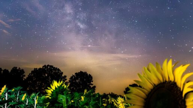 Girasoli sotto un cielo stellato - &copy; Pexels.