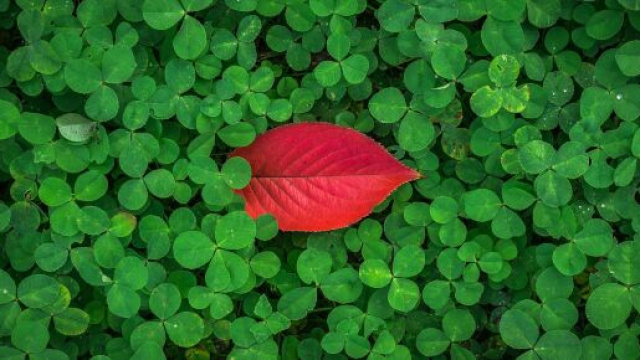 Quadrifoglio e foglia rossa &copy; Pixabay