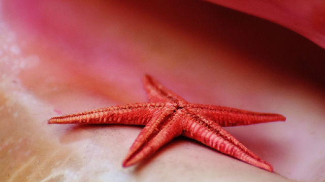 Stella marina rosso fuoco - &copy; Pixabay