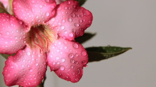 La rose del deserto (&copy; Pixabay).