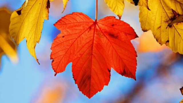 Foglia rossa autunno ottobre &copy;Immagine di Pixabay