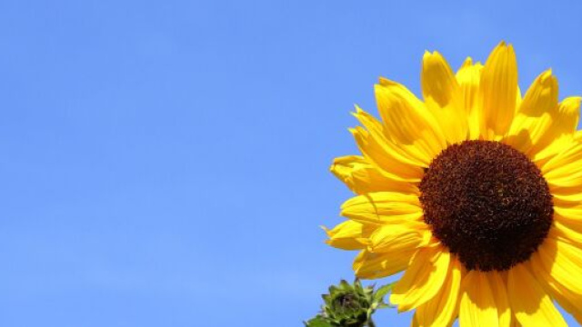 Girasole e cielo &copy;Immagine di Pixabay