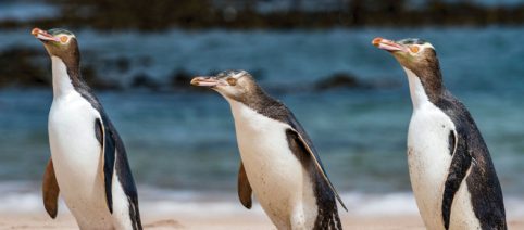 Il pinguino hoiho è stato eletto uccello dell'anno in Nuova Zelanda