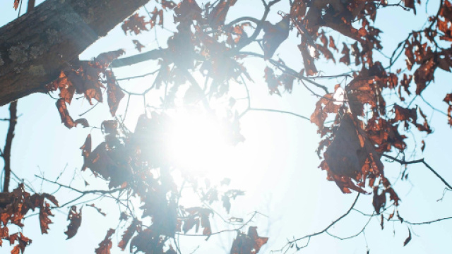 Raggio di sole tra le foglie secche - &copy;Pexels