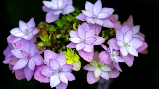 Fiori viola su sfondo nero &copy; Pixabay