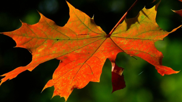 Una foglia d'acero - &copy; Pixabay.