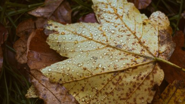 Foglia secca con rugiada - &copy; Unsplash.