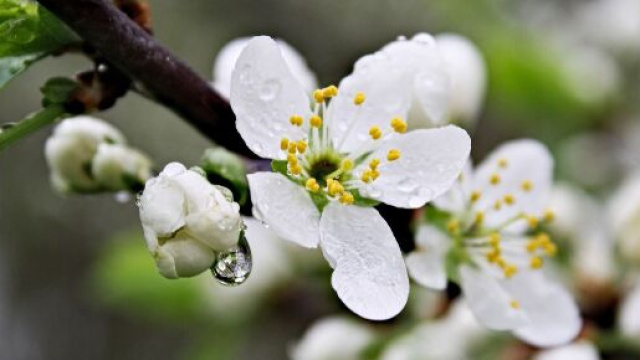 Fiori bianchi &copy;Immagine di Pixabay