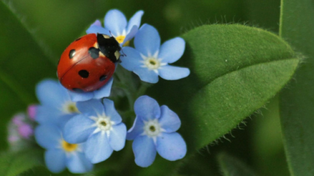 Coccinella su fiori - &copy; Pixabay
