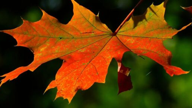 Foglia d'acero dai colori autunnali - &copy; Pixabay.