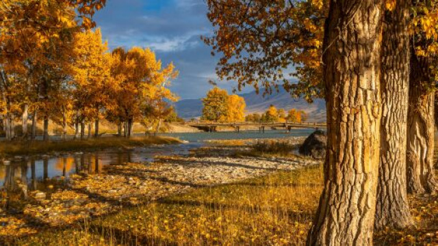 Alberi con foglie secche e piccolo fiume - &copy; Pexels.