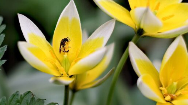 Fiori gialli con un'ape &copy; Pixabay