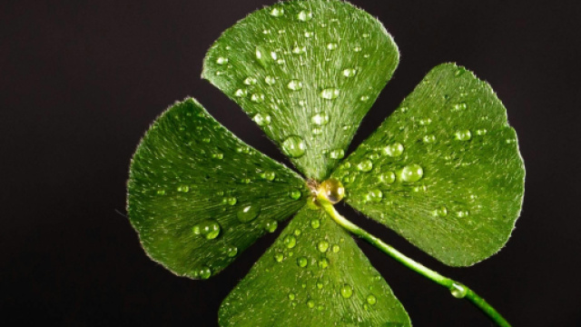 Quadrifoglio con gocce di acqua - &copy; Pexels.